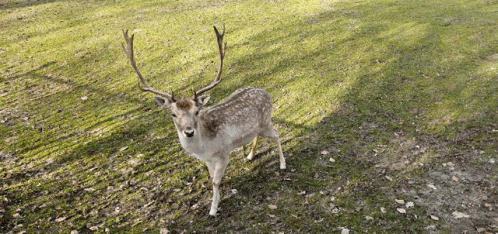 Deer Animal GIF