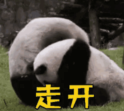 a panda bear is laying on its back in the grass with chinese characters on the bottom .