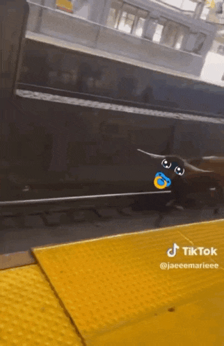 a dog is standing on a train platform with a tiktok sticker on it