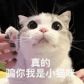 貓貓 GIF - 貓貓 GIFs