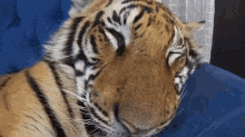 a close up of a tiger laying on a blue pillow .