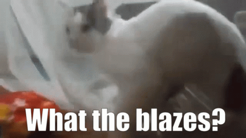 What The Heck What The Hell GIF - What The Heck What The Hell Funny Cat GIFs