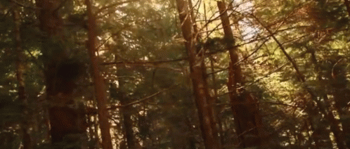 Forest GIF - Forest Nature Relax GIFs
