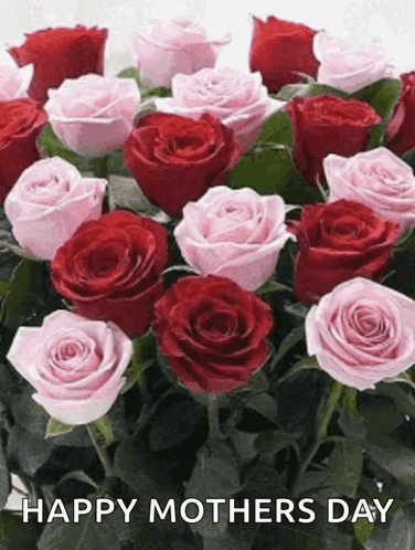 Flowers Roses GIF - Flowers Roses Red Rose GIFs