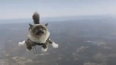 Skydiving Cat GIF - Skydiving Cat Kitty GIFs