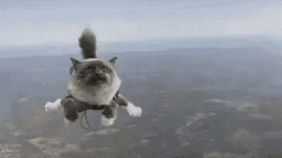 a cat is flying through the air while wearing a harness .
