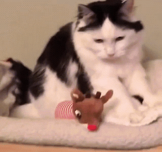 Snore Cat GIF - Snore Cat Snork GIFs
