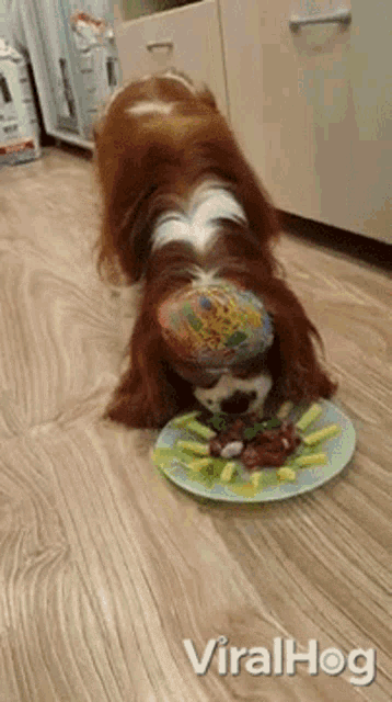 Dog Eating Viralhog GIF - Dog Eating Viralhog Nibbling GIFs