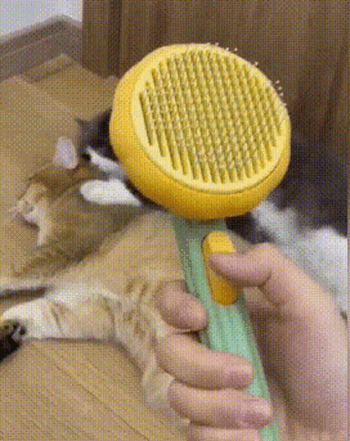 a person is holding a yellow brush in front of a cat on a wooden floor .
