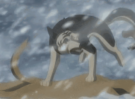 a shark is swimming in the water and a person is standing in the water .