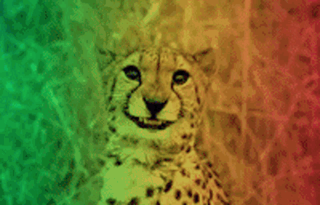 Photogenic Cheetah GIF - Photogenic Cheetah GIFs