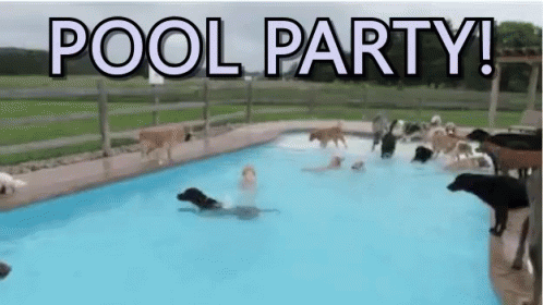 Pool Party GIF - Pool Party Puppy Party Dog Swimming GIFs