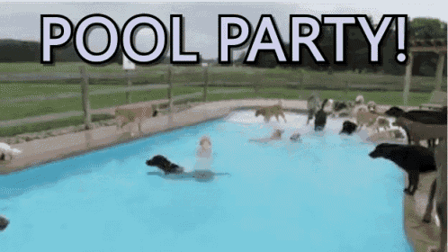 a group of dogs are swimming in a pool with the words pool party written on the bottom