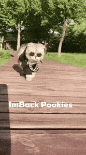 a dog wearing sunglasses and a chain is running on a wooden bridge .