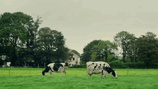 Kerrygold Farm GIF - Kerrygold Farm Cows GIFs