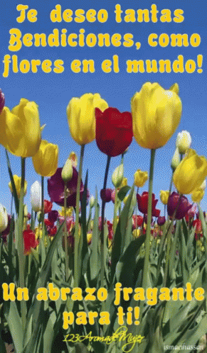 Tulips GIF