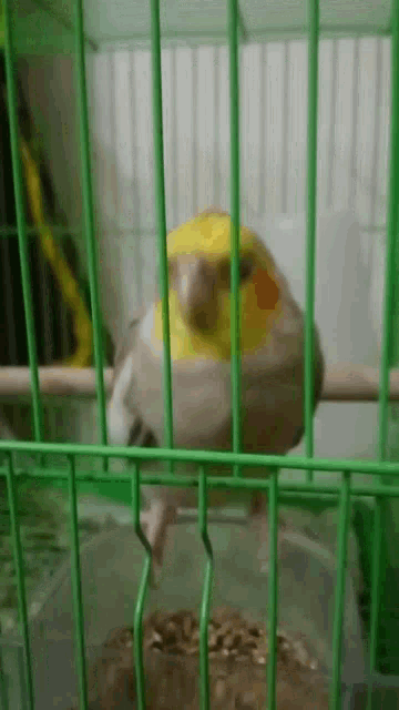 a bird is sitting in a green cage with a bowl of food in front of it .