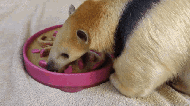 a bear is eating from a pink bowl on a blanket