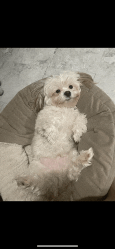a small white dog is laying on its back on a brown bean bag