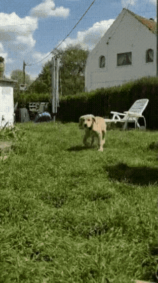 Golden Retriever Running GIF - Golden Retriever Running Puppy GIFs