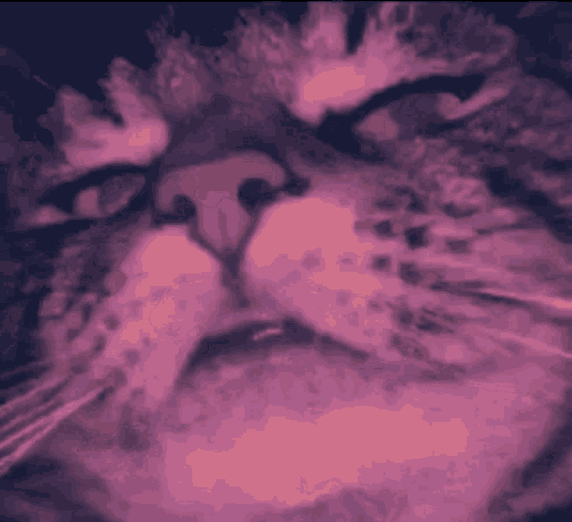 a close up of a cat 's face with a purple background .