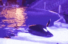 a killer whale is swimming in a pool with a purple light behind it