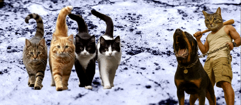 a group of cats walking next to a man with a dog on a chain
