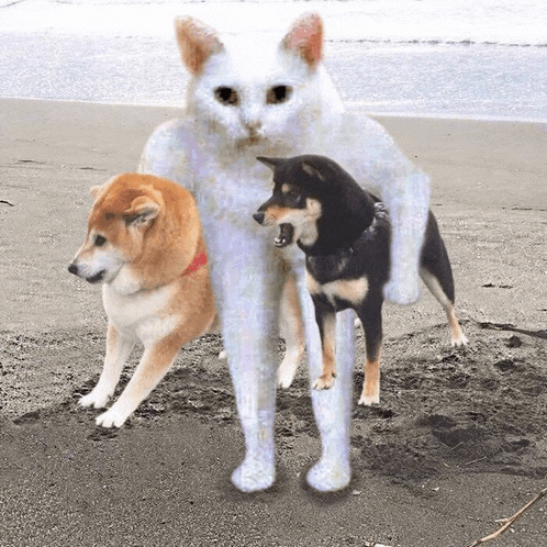 a cat and two dogs standing on a beach