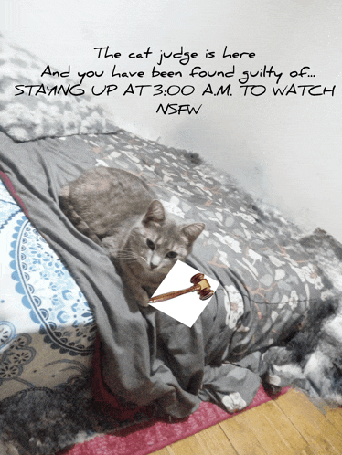 the cat judge is here and you have been found guilty of staying up at 3 o'clock am to watch nsfw