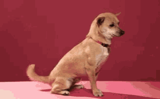 a small brown dog is looking at the camera with a pink background .