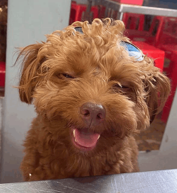a close up of a brown dog with sunglasses on its head