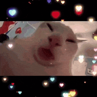 My Love Cat Lick GIF - My Love Cat Lick GIFs