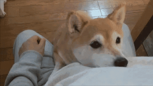 a brown and white dog is laying on a person 's lap .