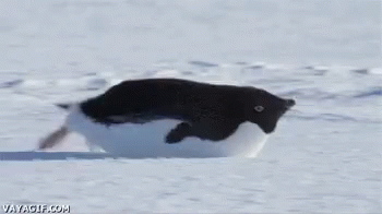 Penguin Slide GIF - Penguin Slide Weeeee GIFs