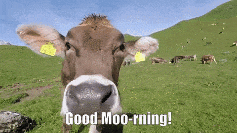 Cow Good Morning GIF - Cow Good Morning Good Morning Gif GIFs