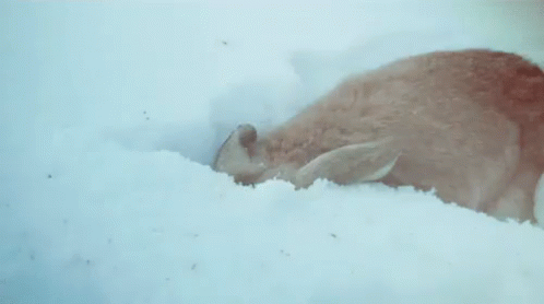 Head In The Snow GIF - Snowing Winter Bunny GIFs