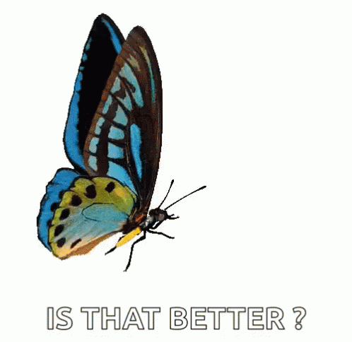 Butterfly Is That Better GIF - Butterfly Is That Better Fly GIFs