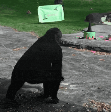 a gorilla wearing a witch hat stands in front of a sign that says witches
