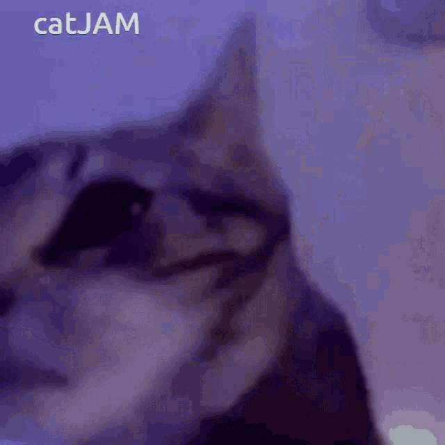 Cat Ja Ma GIF - Cat Ja Ma GIFs