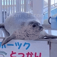 Seal Seal Shy GIF - Seal Seal Shy Silly Seal GIFs