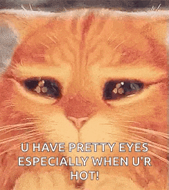 Cat Cutie GIF