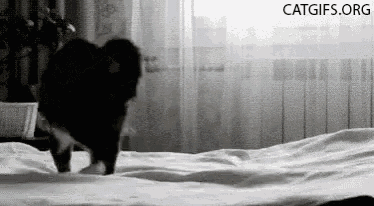 Cat Play GIF - Cat Play Bed GIFs