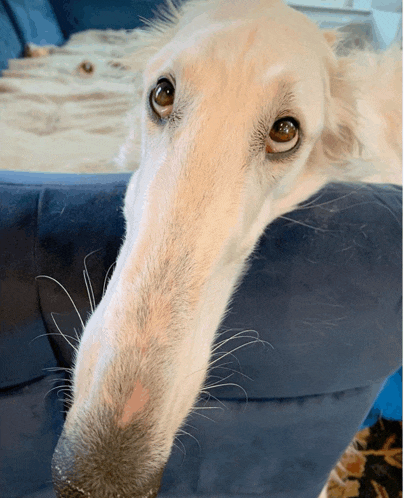 a dog with a very long nose is laying on a couch