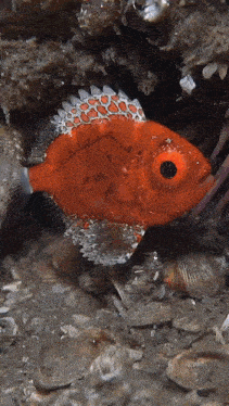 a small red fish with a black eye and a white tail