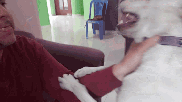 a man is petting a white dog while a blue chair sits in the background