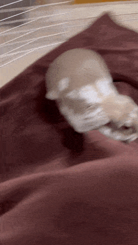 a rabbit is laying on a bed with a red blanket