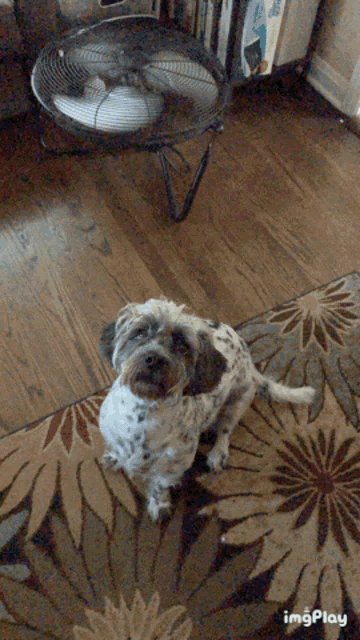 a dog sitting on a rug with a fan in the background and a watermark that says imgplay