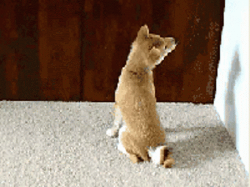 Animals What GIF - Animals What Bend Neck GIFs