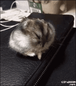 a hamster is sleeping on top of a black leather case ..