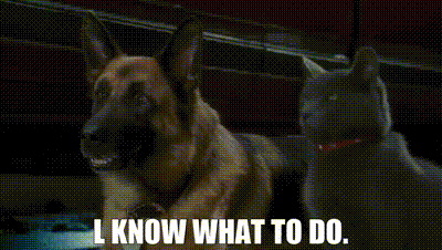 Cats And Dogs Diggs GIF - Cats And Dogs Diggs I Know What To Do GIFs